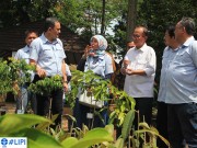 LIPI dan Astra Konservasikan Buah Langka Nusantara